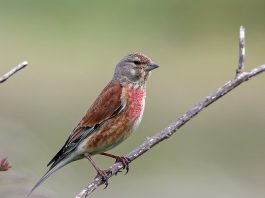 Câneparul (Carduelis cannabina), una dintre cele mai frumoase păsări cântătoare din țara noastră