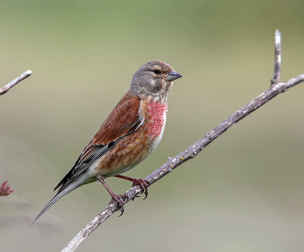 Câneparul (Carduelis cannabina), una dintre cele mai frumoase păsări cântătoare din țara noastră