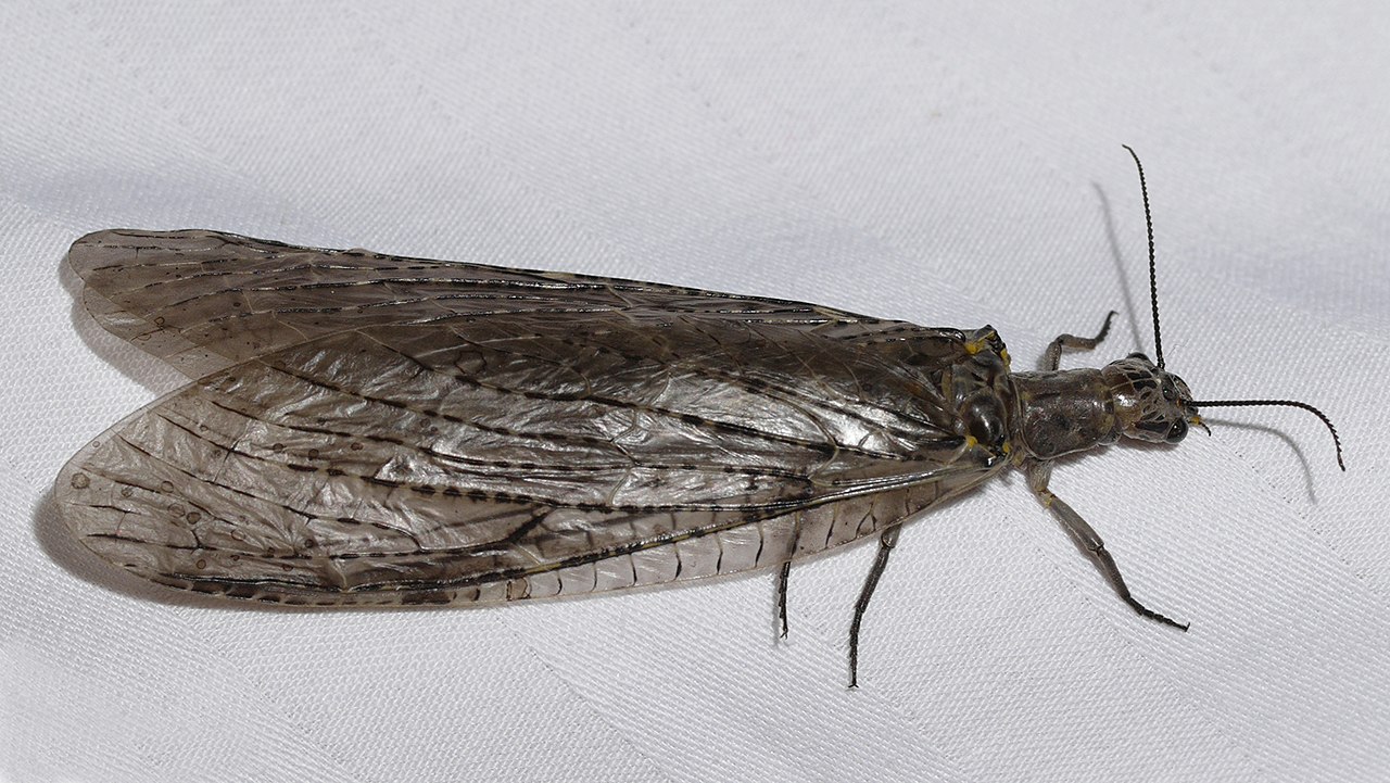 Chauliodes