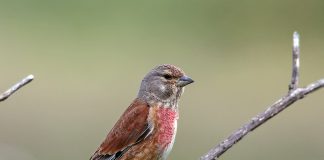 Câneparul (Carduelis cannabina), una dintre cele mai frumoase păsări cântătoare din țara noastră