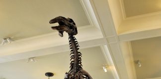 Dinozaurul Anatosaurus, un hadrozaur de 4 tone din Cretacicul superior care avea până la 2000 de dinți