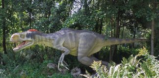 Eotyrannus, stramoșul din Cretacicul inferior al dinozaurului carnivor Tyrannosaurus rex