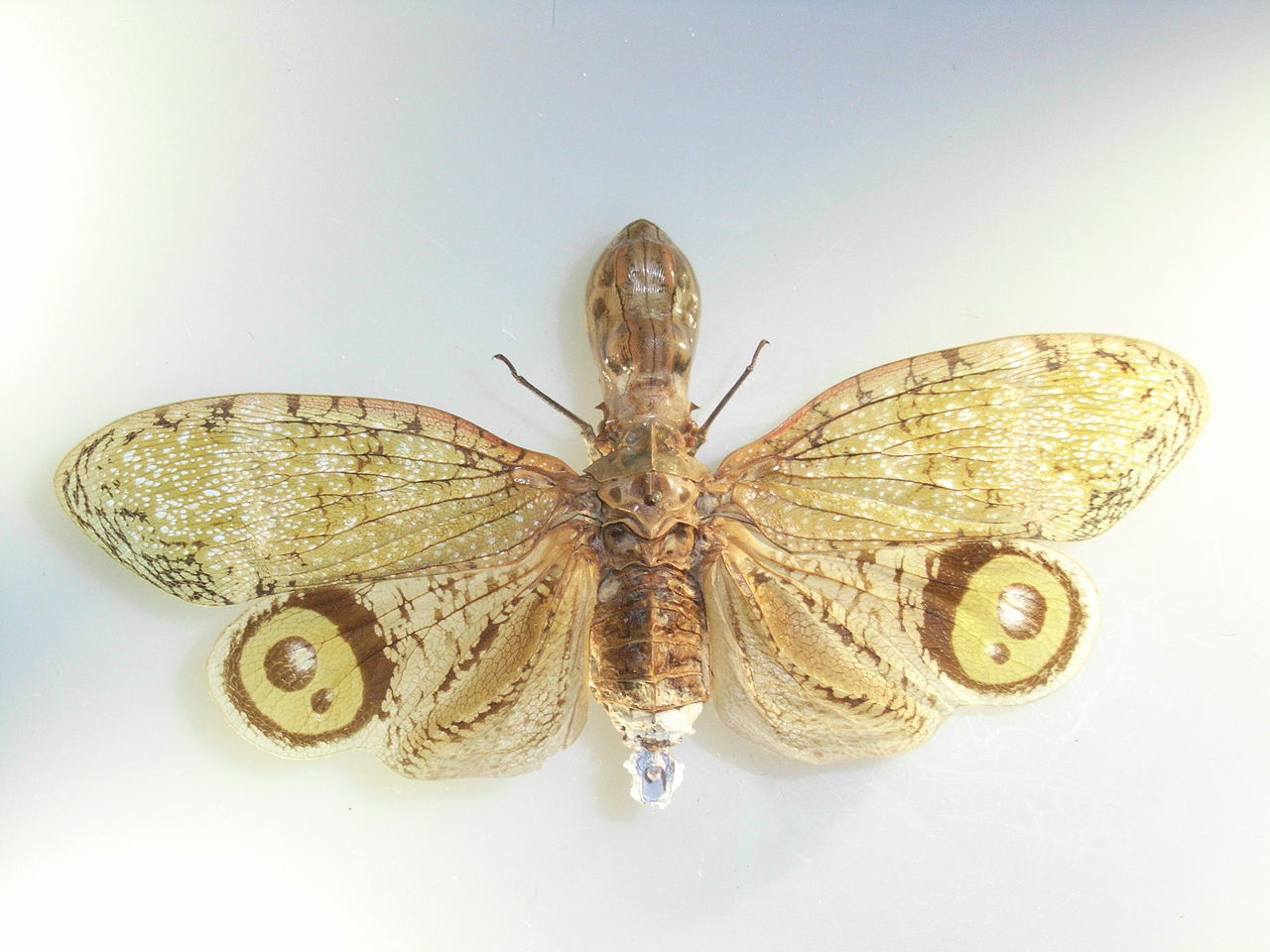 Fulgora Laternaria