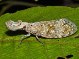 Fulgoride, insecte tropicale din familia Flugoridae care au capete bulboase de forme ciudate