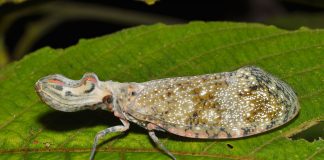 Fulgoride, insecte tropicale din familia Flugoridae care au capete bulboase de forme ciudate