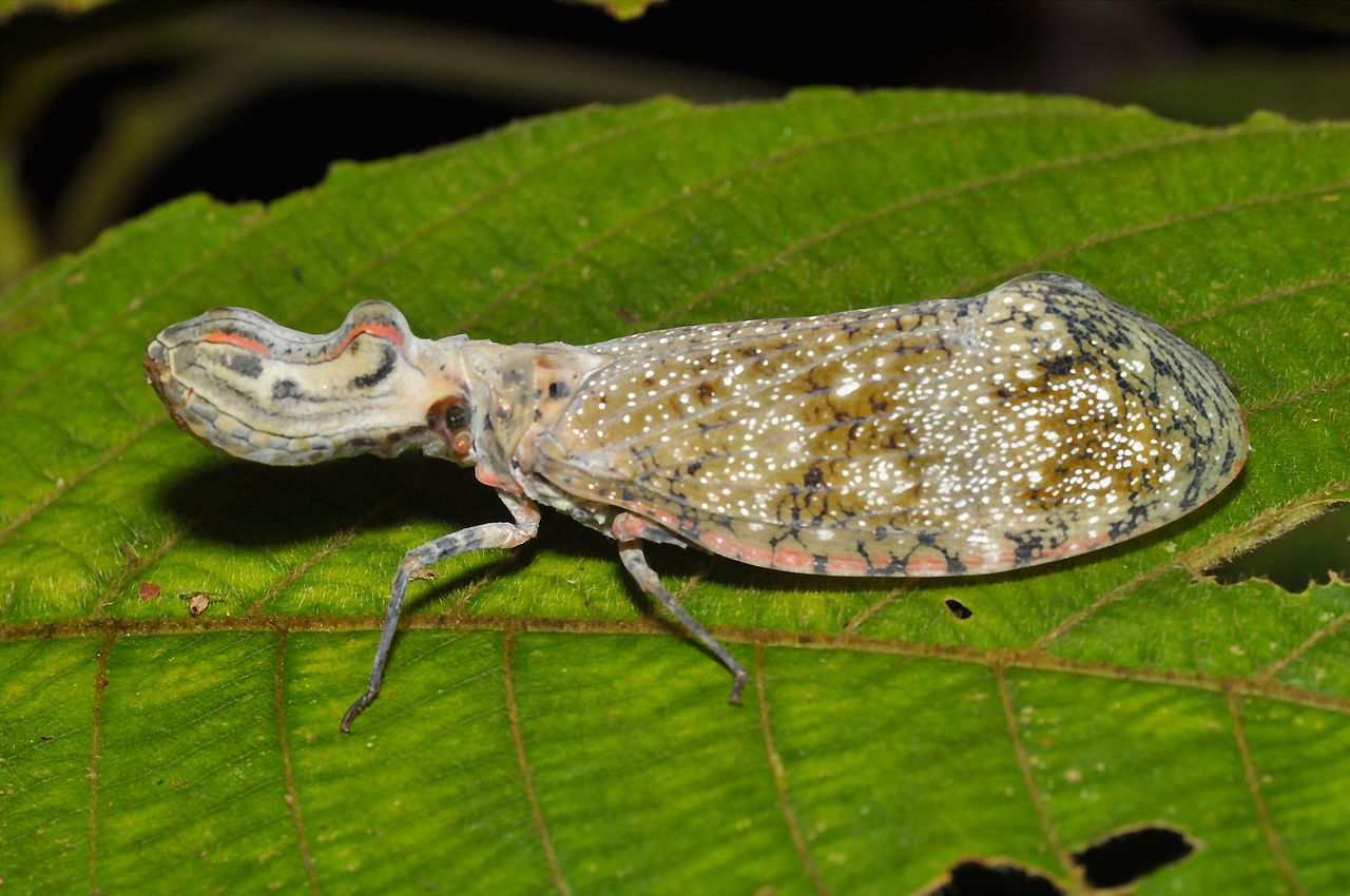 Fulgoride, insecte tropicale din familia Flugoridae care au capete bulboase de forme ciudate