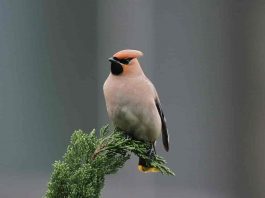 Mătăsarul japonez (Bombycilla japonica), specie amenințată cu dispariția datorită comerțului cu păsări sălbatice