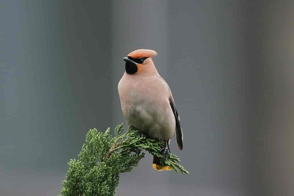 Mătăsarul japonez (Bombycilla japonica), specie amenințată cu dispariția datorită comerțului cu păsări sălbatice