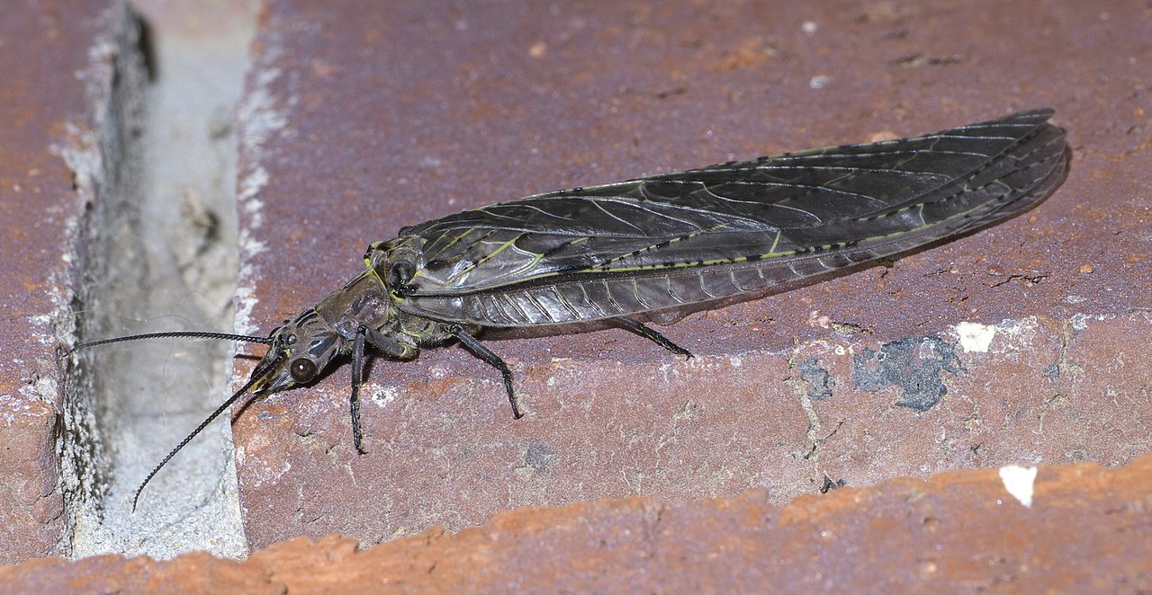 Muște de nămol din familia Sialidae și Corydalidae