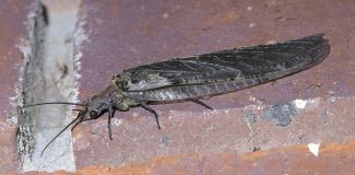 Muște de nămol din familia Sialidae și Corydalidae