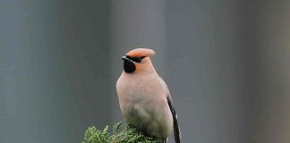 Mătăsarul japonez (Bombycilla japonica), specie amenințată cu dispariția datorită comerțului cu păsări sălbatice