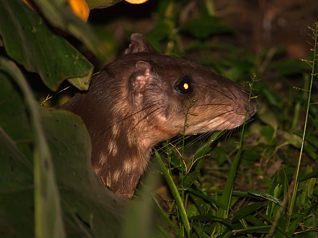 Paca (Agouti paca)