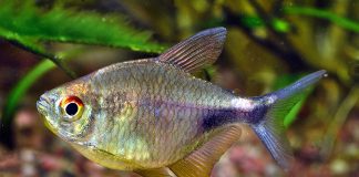 Peștele Hemigrammus pulcher - germanii l-au numit peștele nestemat