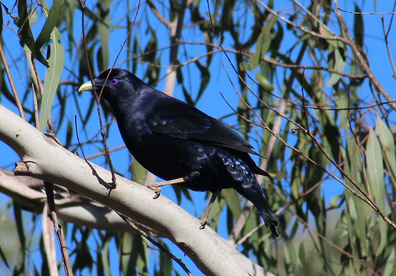 Ptilonorhynchus violaceus