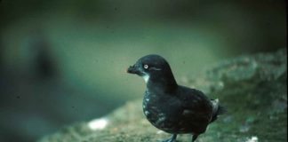 Păsări de apă - Aethia pusilla clocește în insulele Oceanului Pacific și se hrănește cu plancton