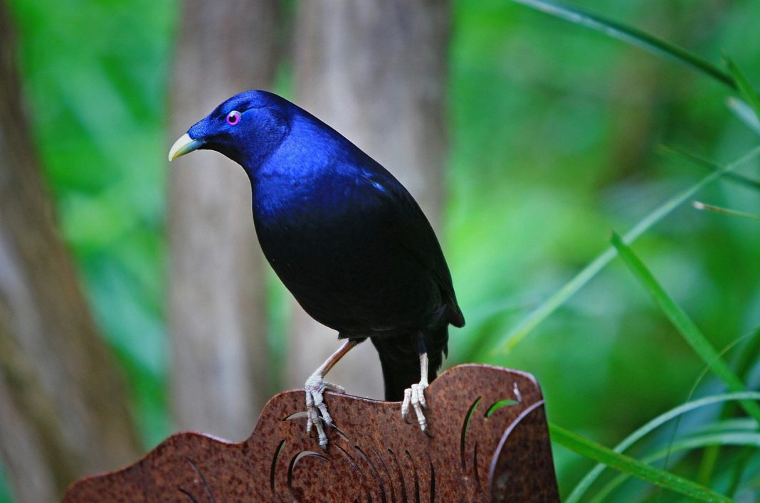 Păsări de umbrar – Ptilonorhynchus violaceus fură mici obiecte albastre pentru a-și decora cuibul Păsări de umbrar – Ptilonorhynchus violaceus fură mici obiecte albastre pentru a-și decora cuibul