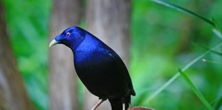 Păsări de umbrar – Ptilonorhynchus violaceus fură mici obiecte albastre pentru a-și decora cuibul