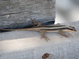 Scincida dungată africană (Mabuya striata) este o specie de șopârlă insectivoră din familia Scincidae