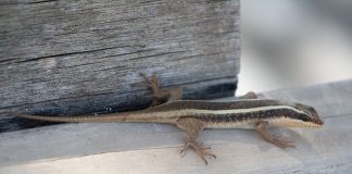 Scincida dungată africană (Mabuya striata) este o specie de șopârlă insectivoră din familia Scincidae