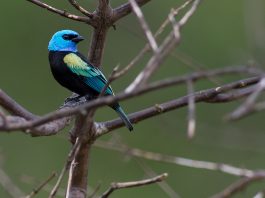 Tanagerul cu gât albastru (Tangara cyanicollis), pasăre din America de Sud