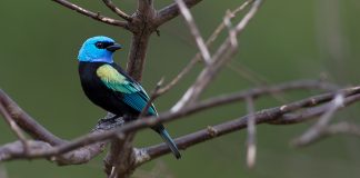 Tanagerul cu gât albastru (Tangara cyanicollis), pasăre din America de Sud