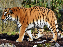 zoo