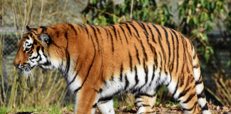 Top 10 grădini zoologice din Europa zoo