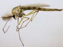 Țânțărașul (Chironomus plumosus), o insectă care nu înțeapă, complet inofensivă