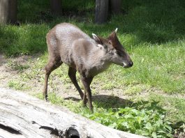 Cerbul moțat chinezesc (Elaphodus Cephalophus), specie din pădurile montane ale Chinei și Tibetului