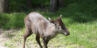 Cerbul moțat chinezesc (Elaphodus Cephalophus), specie din pădurile montane ale Chinei și Tibetului