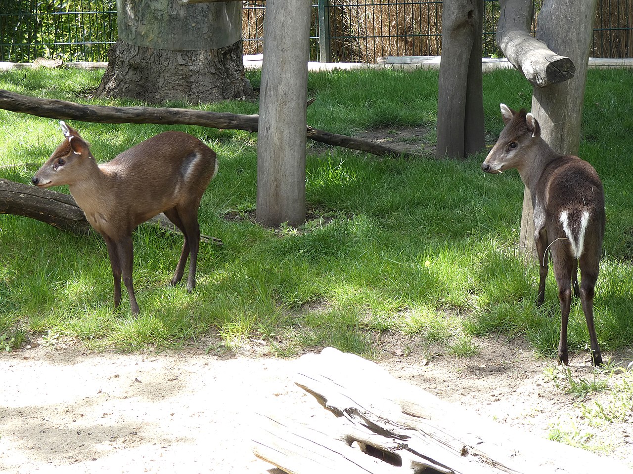 Elaphodus Cephalophus