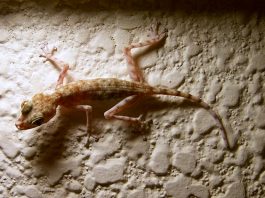 Gecko cu degetele în evantai (Ptyodactylus hasselquisti), dacă sare pe mână îl dezlipești cu greu