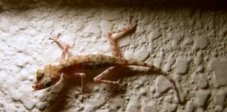 Gecko cu degetele în evantai (Ptyodactylus hasselquisti), dacă sare pe mână îl dezlipești cu greu