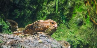 Guacharo (Steatornis caripensis), pasăre nocturnă din peșterile Americii de Sud