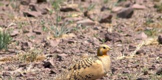 Găinușa de stepă (Syrrhaptes paradoxus), o pasăre migratoare care apare și în țara noastră