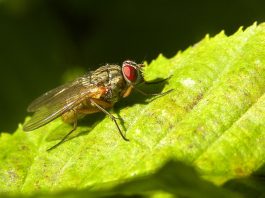 Musca de grajd (Stomoxys calcitrans) din familia Muscidae înțeapă foarte tare animalele domestice