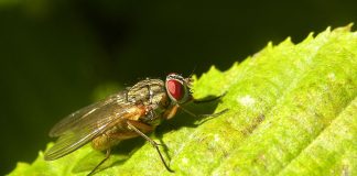 Musca de grajd (Stomoxys calcitrans) din familia Muscidae înțeapă foarte tare animalele domestice