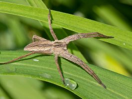 Păianjeni-doică din familia Pisauridae – Specia Pisaura Mirabilis