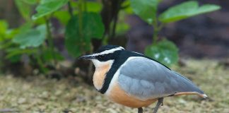 Pasărea-crocodilului (Pluvianus aegyptius) mănâncă paraziții de pe gingiile crocodililor de Nil