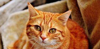 Pisica domestica – o evolutie la fel de indelungata cat a civilizatiei umane Pisica