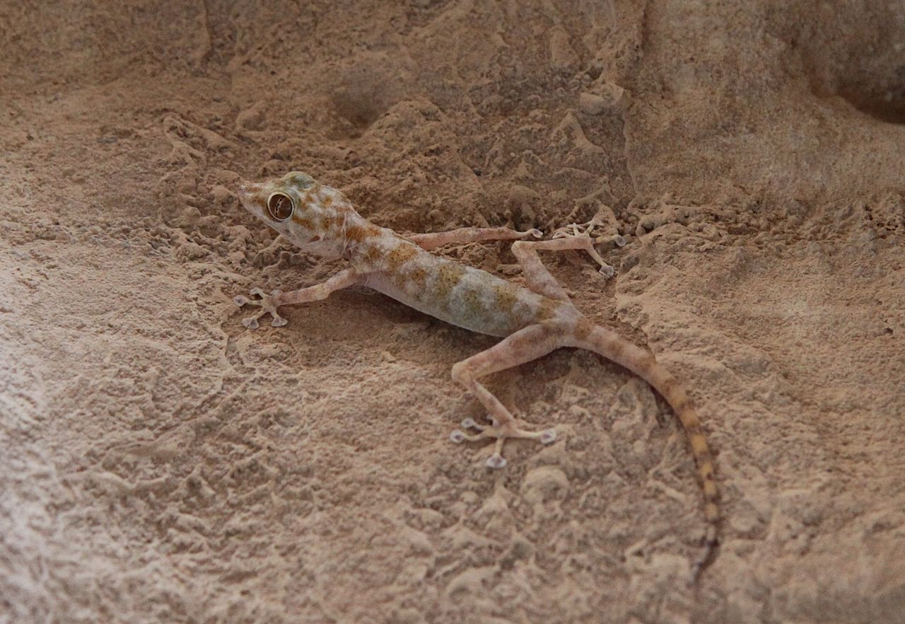 Ptyodactylus hasselquisti