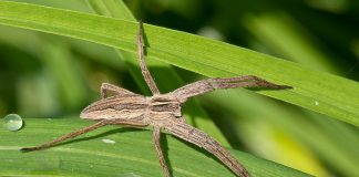 Păianjeni-doică din familia Pisauridae – Specia Pisaura Mirabilis