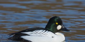 Rața-sunătoare sau rața cu ochelari (Bucephala clangula) este în trecere în țara noastră
