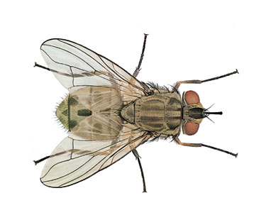Stomoxys calcitrans, Mascul, Foto: emfparacitarias.blogspot.ro