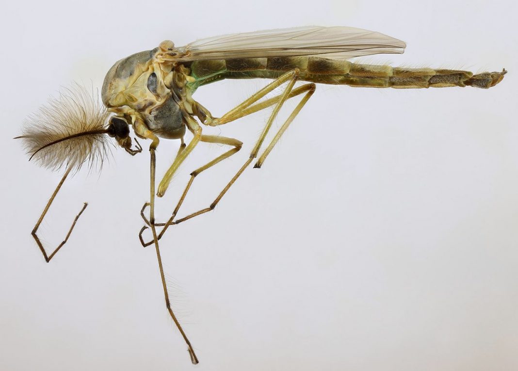 Țânțărașul (Chironomus plumosus), o insectă care nu înțeapă, complet inofensivă Țânțărașul (Chironomus plumosus), o insectă care nu înțeapă, complet inofensivă