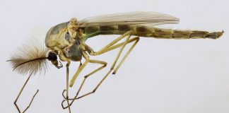 Țânțărașul (Chironomus plumosus), o insectă care nu înțeapă, complet inofensivă