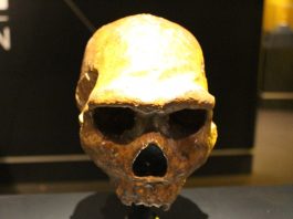 Homo Heidelbergensis