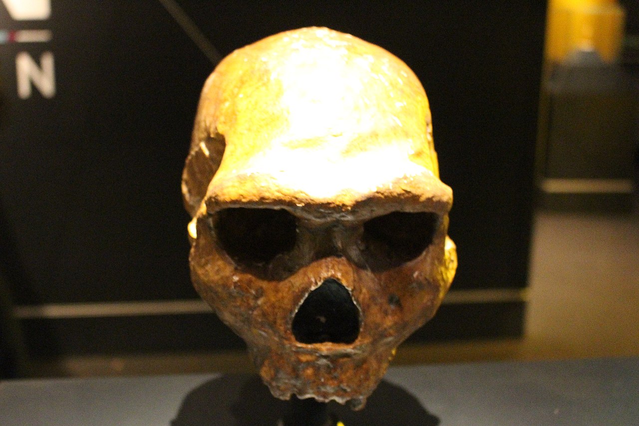 Homo Heidelbergensis