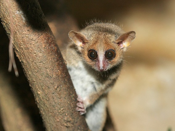 Makiul-soarece in padurile din Madagascar, Foto: mainlymongoose.blogspot.ro