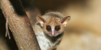 Makiul-șoarece (Microcebus murinus) cea mai mică primată din lume